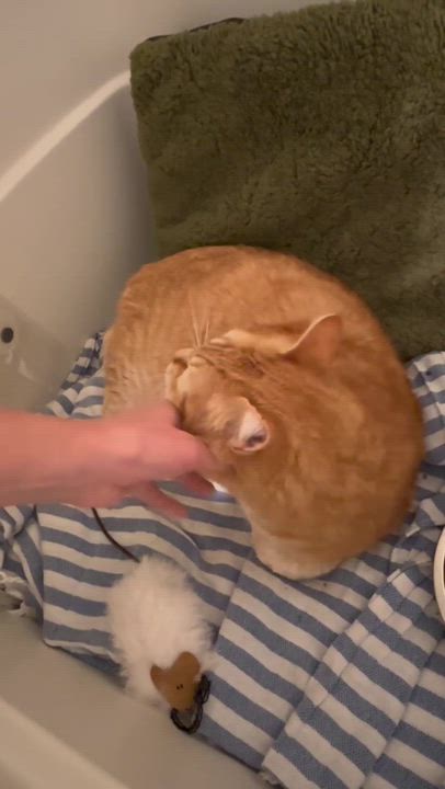 Enlarge Zonnie, an adoptable Domestic Short Hair in Seattle, WA video 4/6