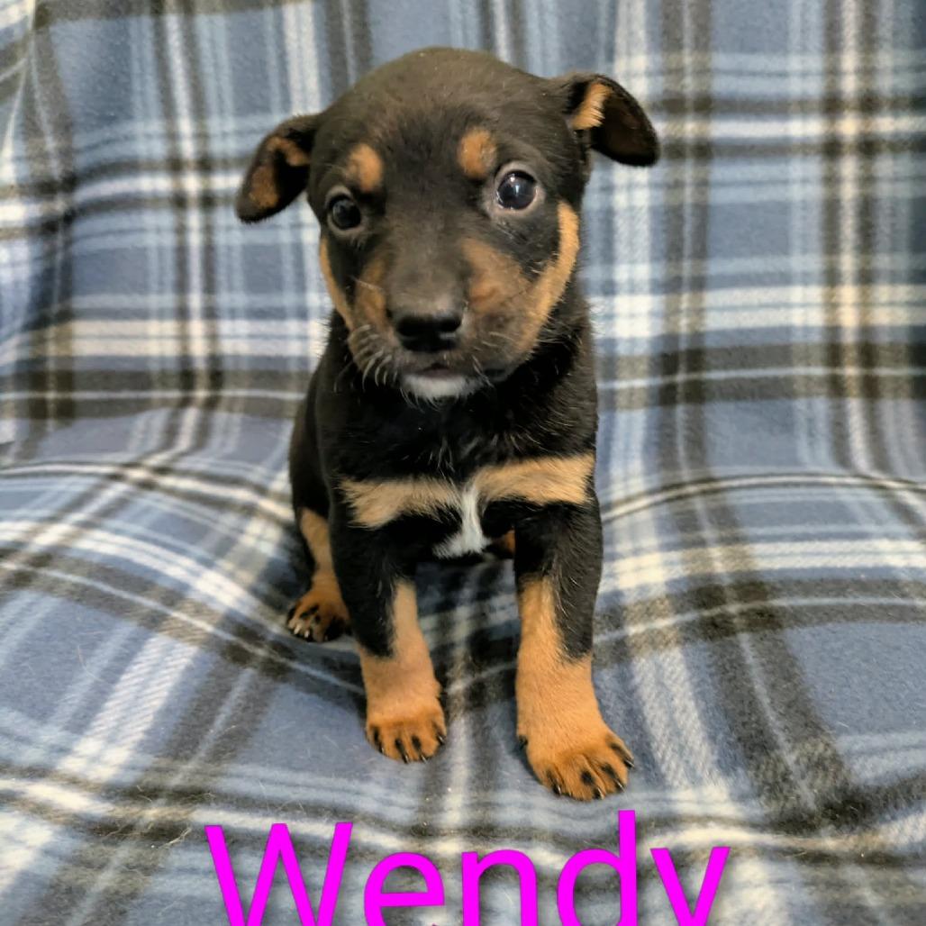 Enlarge Wendy, a Adoptable Cattle Dog in Hope Mills, NC image 1/1