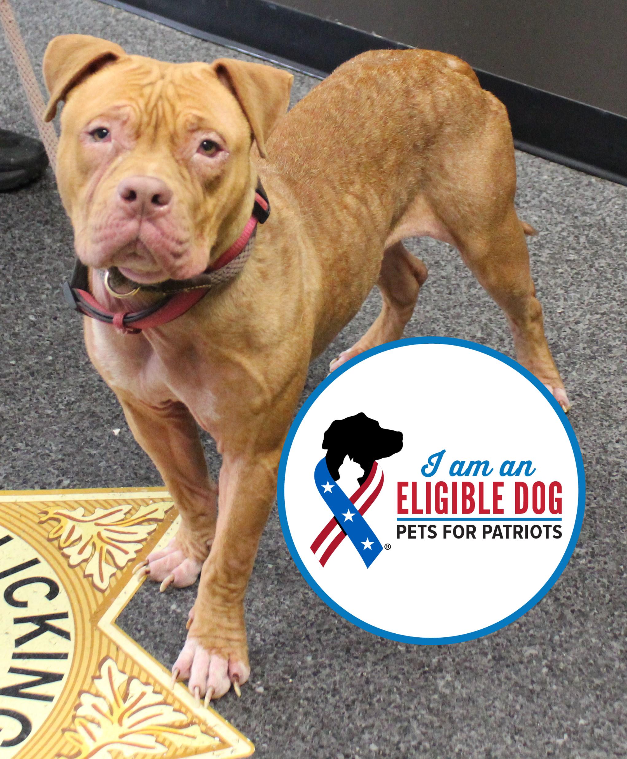 Sally (11460), ADOPTABLE, Adult Female Pit Bull Terrier.