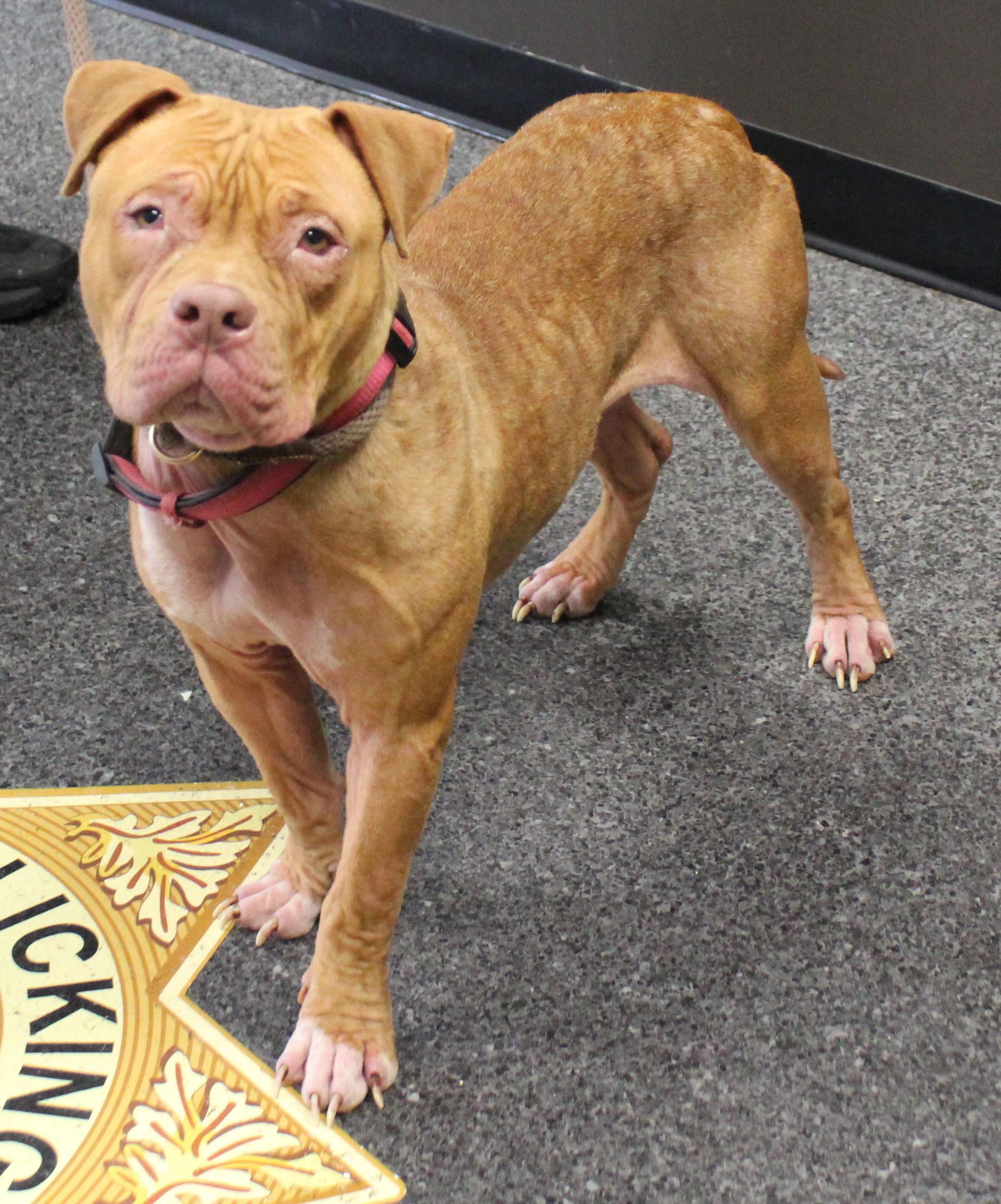 Enlarge Sally (11460), a ADOPTABLE mixed breed in Heath, OH image 3/3