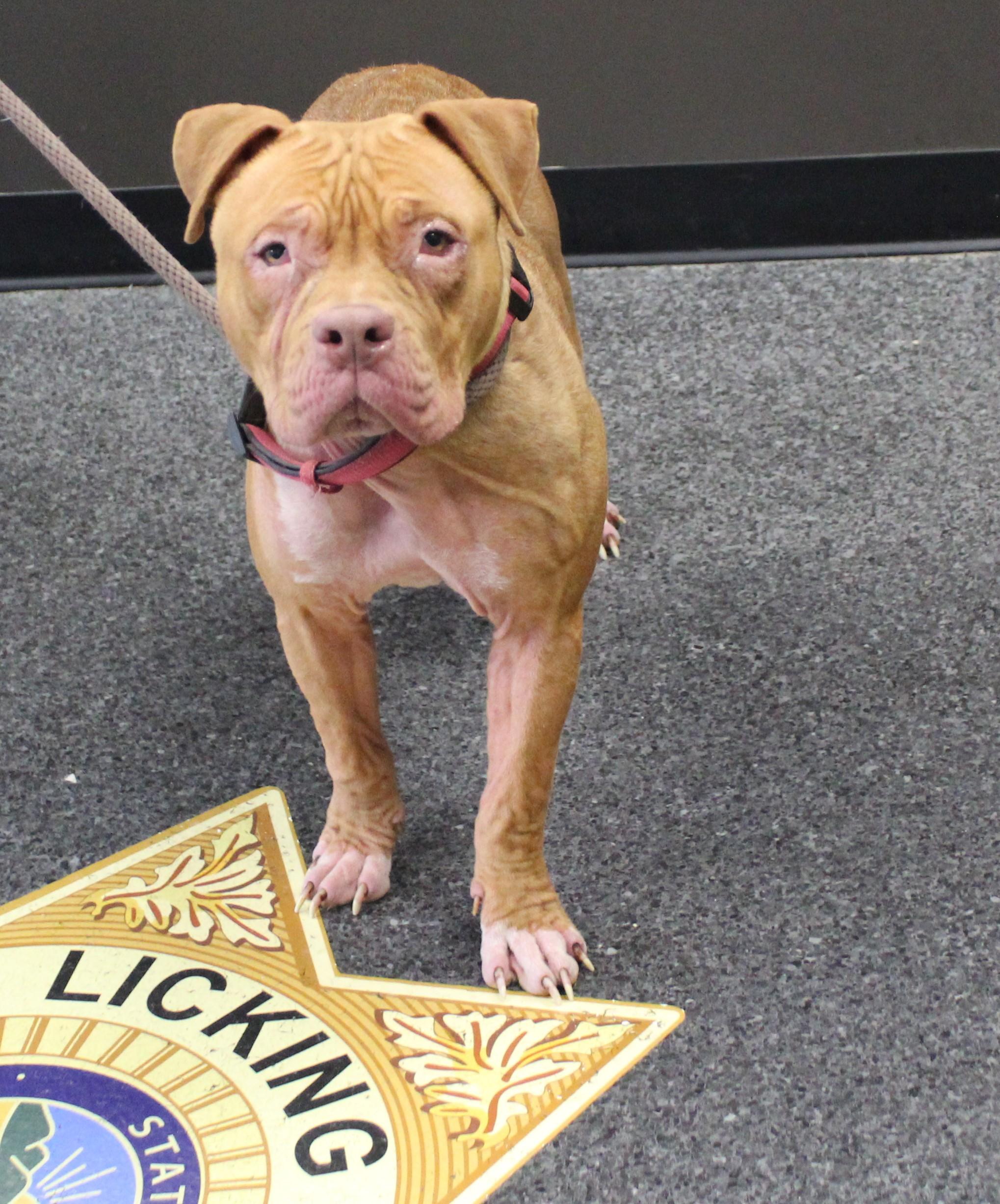 Enlarge Sally (11460), a ADOPTABLE mixed breed in Heath, OH image 2/3