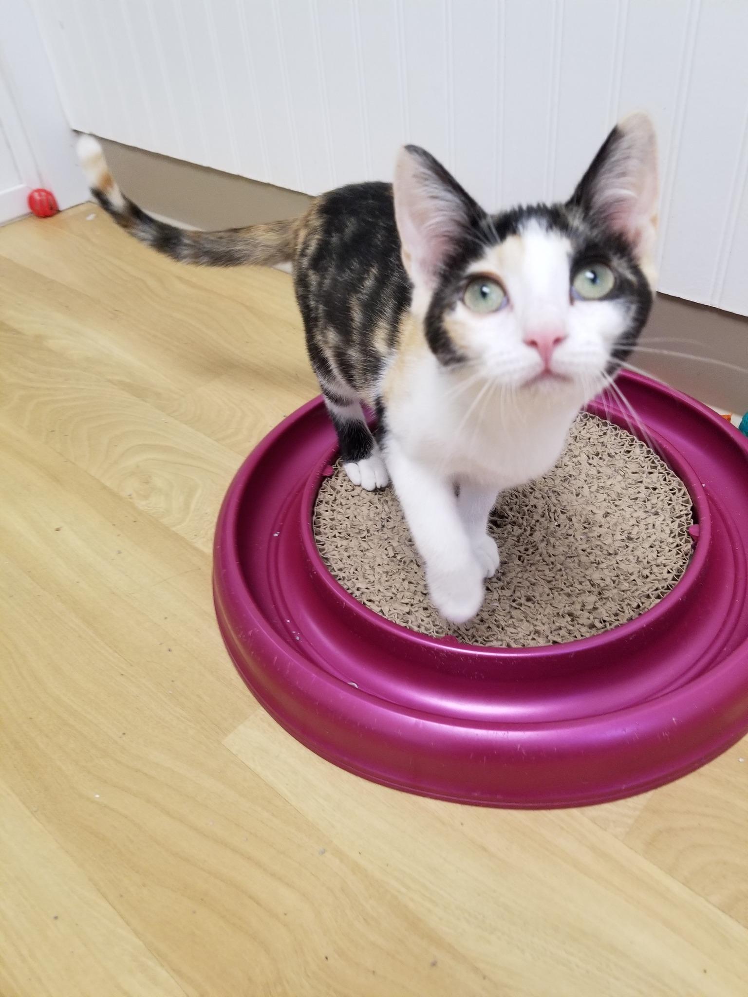 Isabella