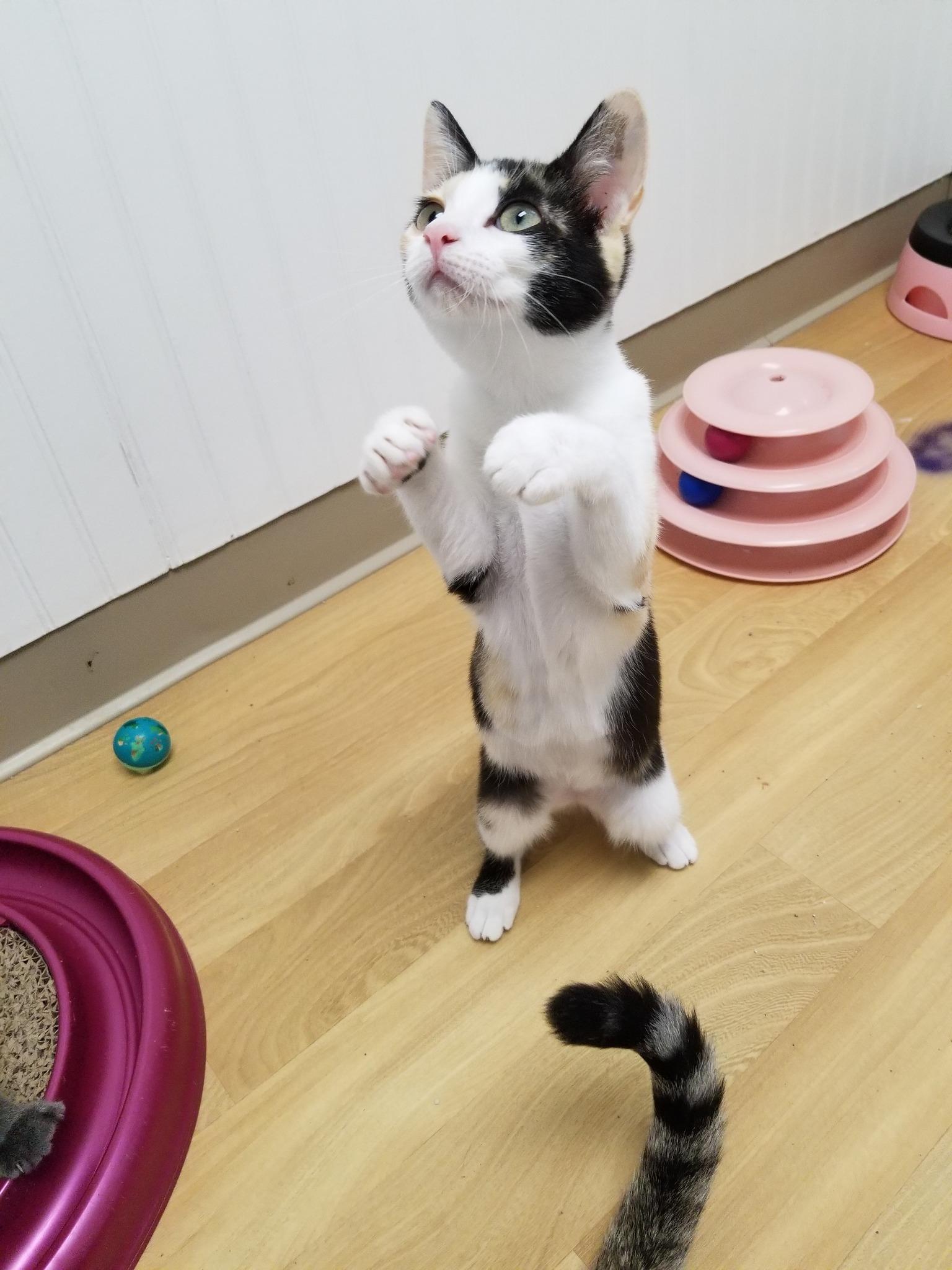 Isabella