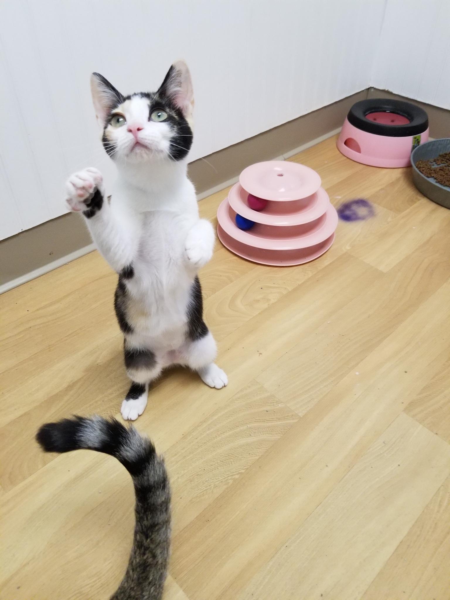 Isabella