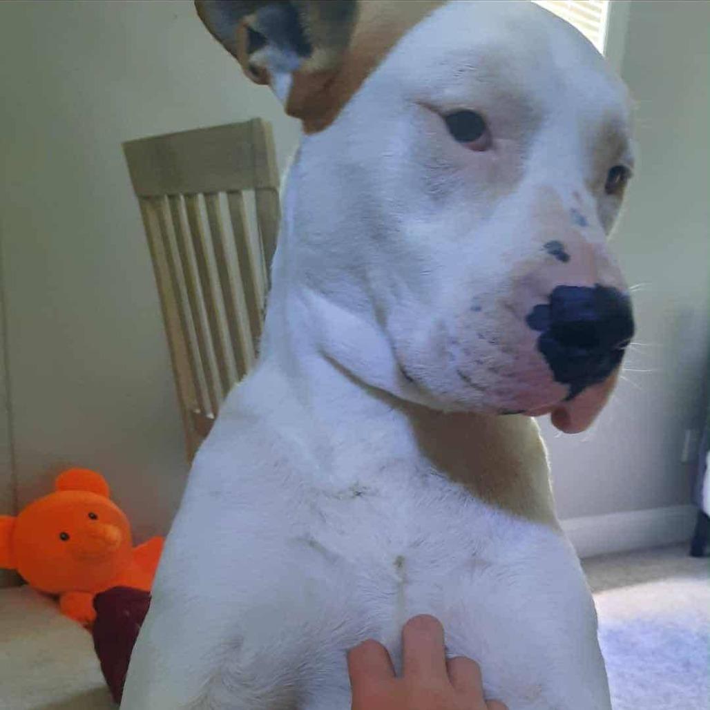 Enlarge Dexter, a ADOPTABLE mixed breed in Wilmington, NC image 2/4