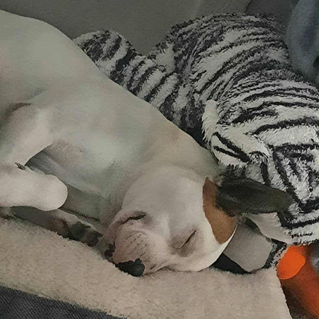 Enlarge Dexter, a ADOPTABLE mixed breed in Wilmington, NC image 4/4