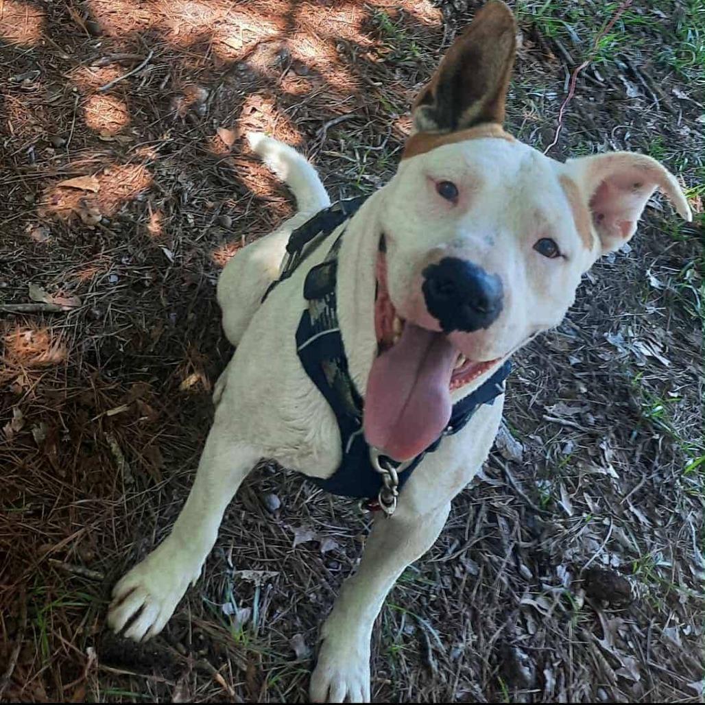 Dexter, ADOPTABLE, Adult Male Pit Bull Terrier.