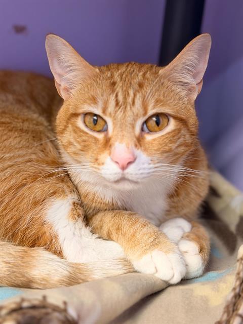 Enlarge TOAST MALONE, a Adoptable Domestic Short Hair in Fort Walton Beach, FL image 1/1