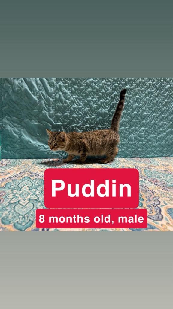 Pudding, Adopted, Young Male Domestic Short Hair.