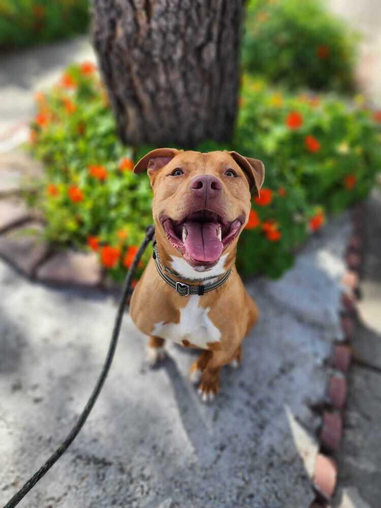 Enlarge Biggie, a Adoptable Pit Bull Terrier in Canyon Country, CA image 1/6