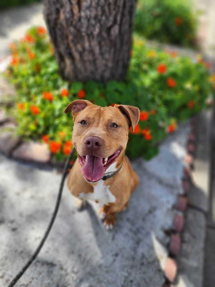 Enlarge Biggie, a Adoptable Pit Bull Terrier in Canyon Country, CA image 2/6