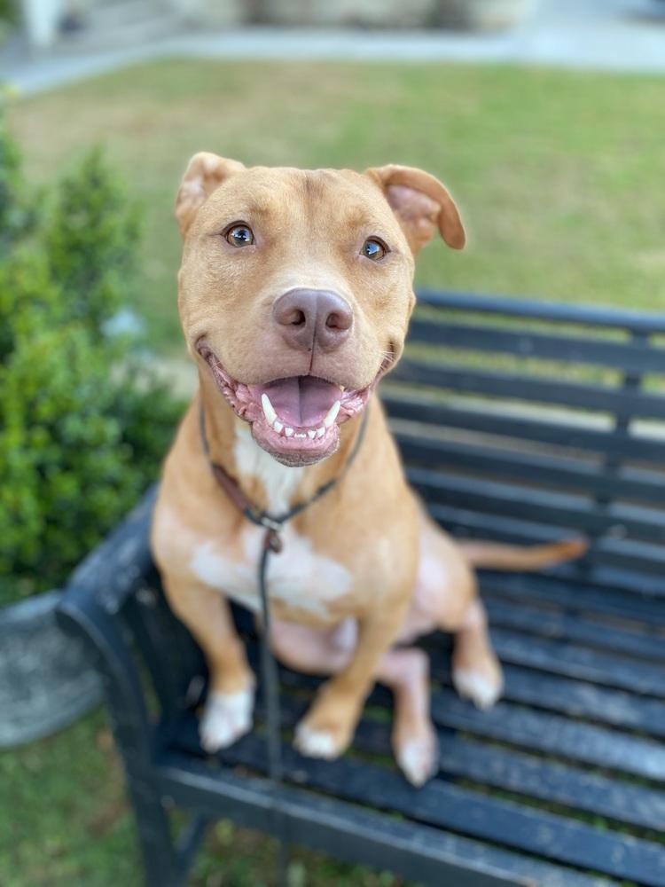 Biggie, Adoptable, Adult Male Pit Bull Terrier.