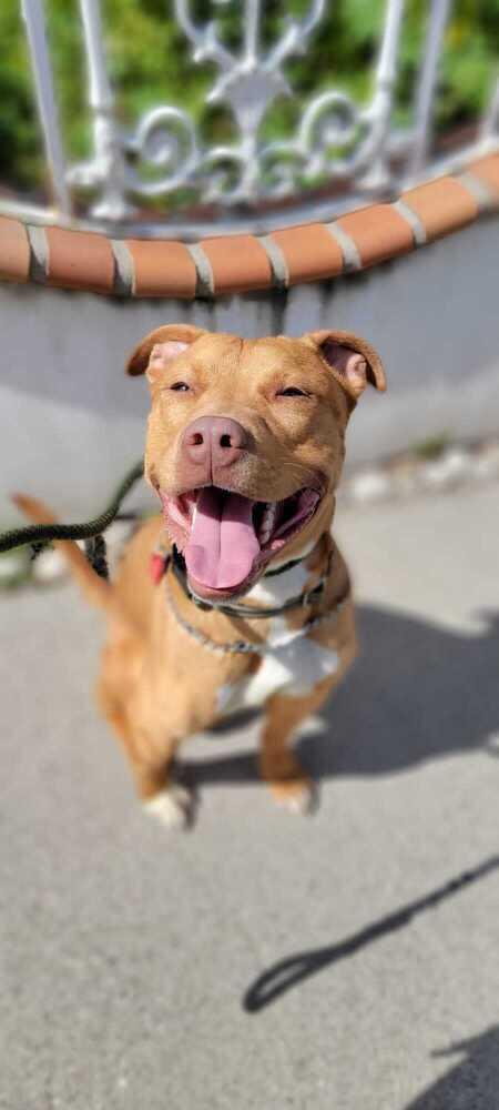 Enlarge Biggie, a Adoptable Pit Bull Terrier in Canyon Country, CA image 4/6