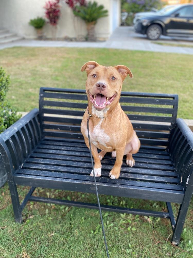 Enlarge Biggie, a Adoptable Pit Bull Terrier in Canyon Country, CA image 5/6