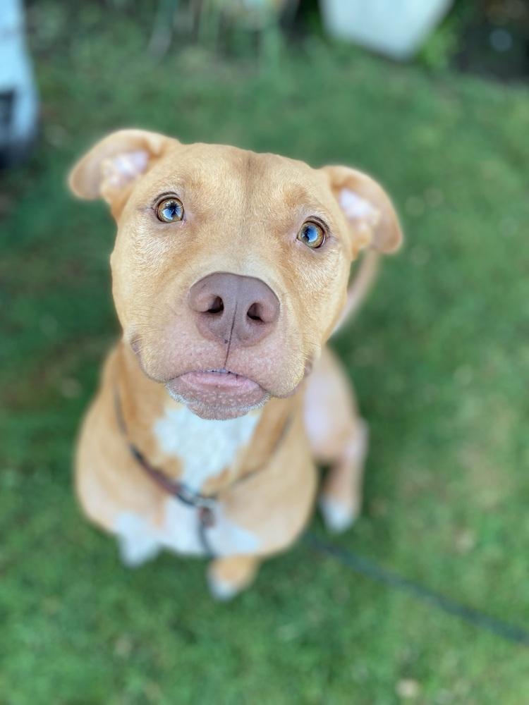 Enlarge Biggie, a Adoptable Pit Bull Terrier in Canyon Country, CA image 6/6