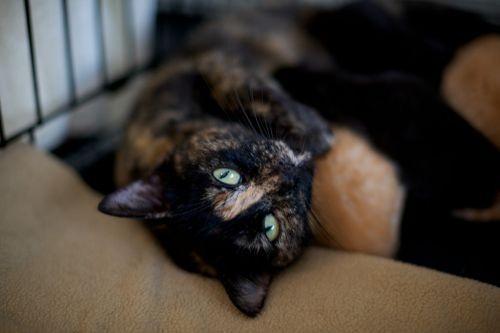 Katrina — thumbnail 2