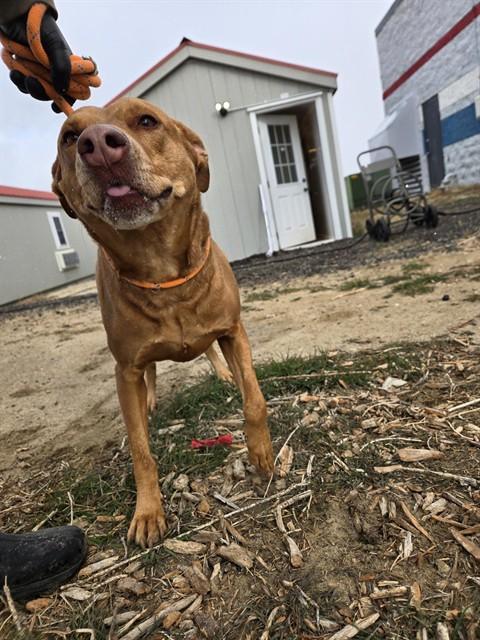 Enlarge ATHENA, a Adoptable Pit Bull Terrier in Casper, WY image 1/1