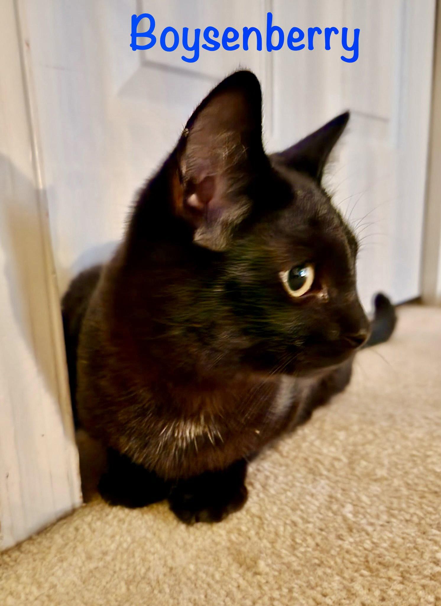 Enlarge Boysenberry, a Adoptable Domestic Short Hair in Reston, VA image 2/2
