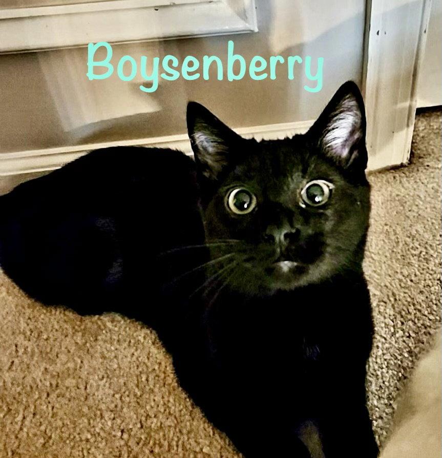 Boysenberry, Adoptable, Kitten Male Domestic Short Hair.