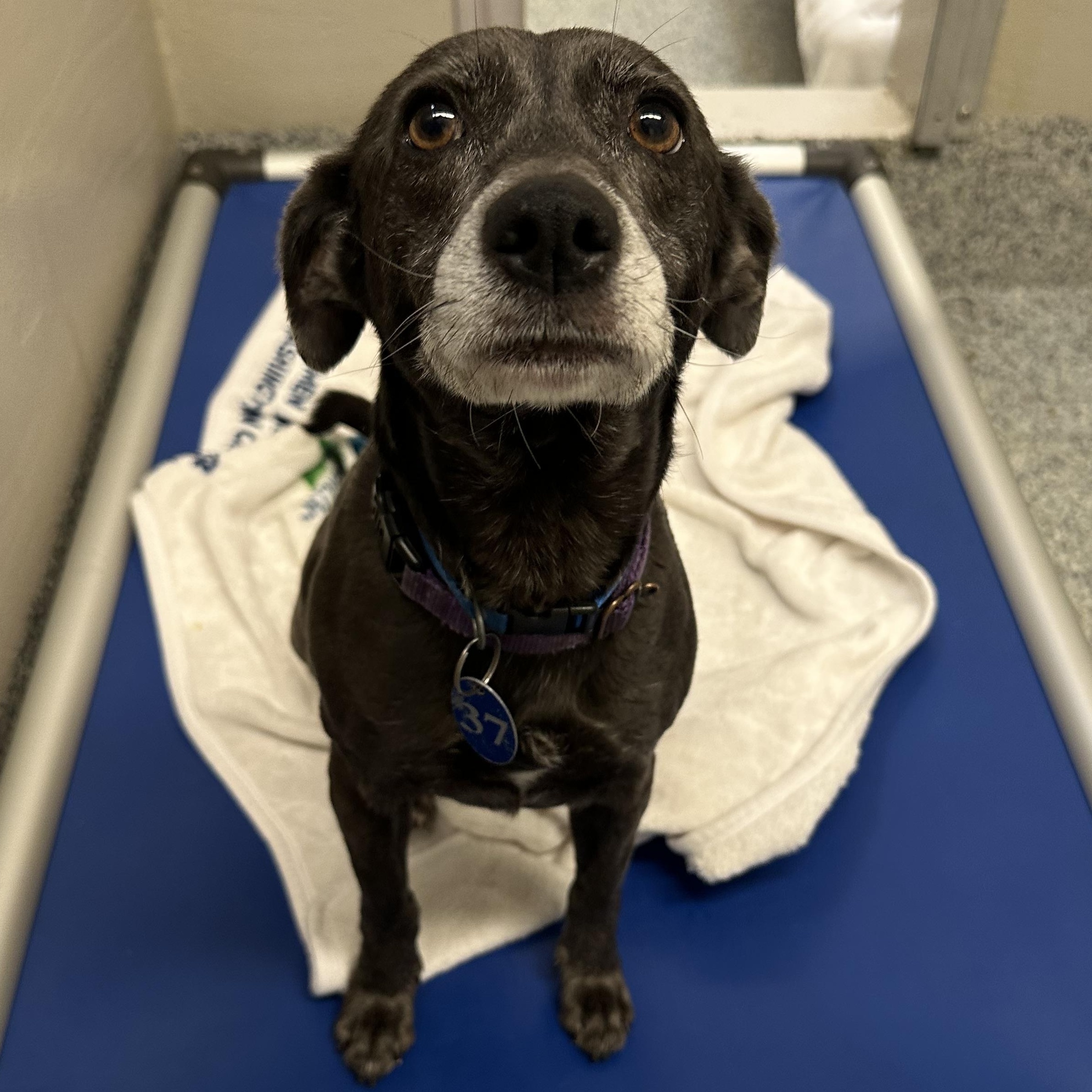 Luna (ID 51396/1528), a ADOPTABLE mixed breed in Manassas, VA image 2/2