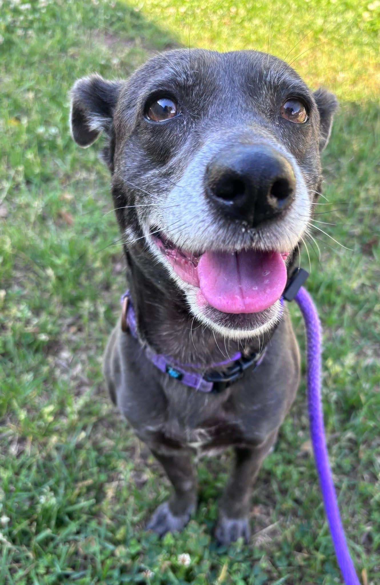 Luna (ID 51396/1528), a ADOPTABLE mixed breed in Manassas, VA image 1/2