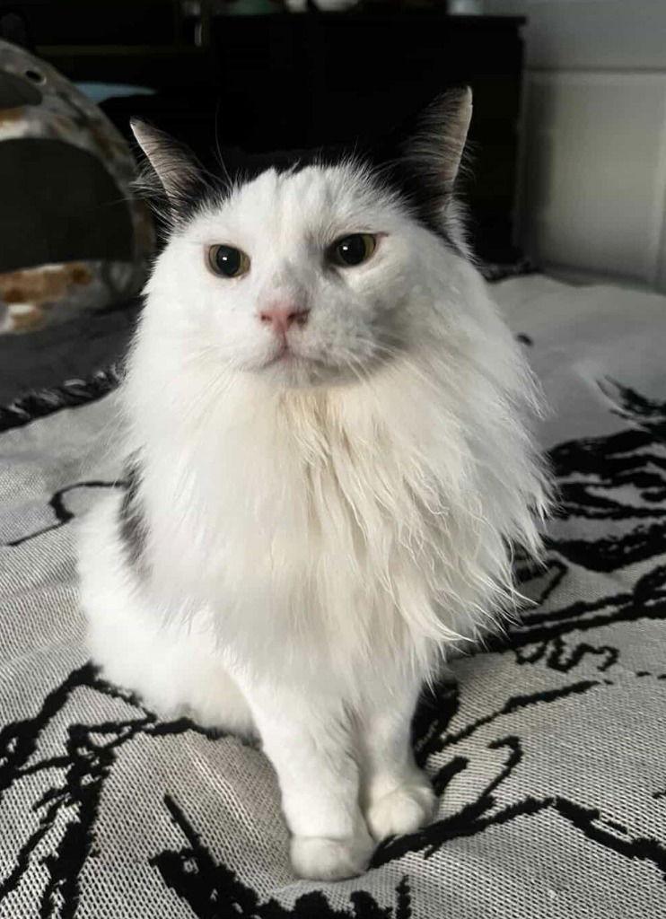 Enlarge Bob, a Adoptable Domestic Long Hair in Battle Ground, WA image 1/3