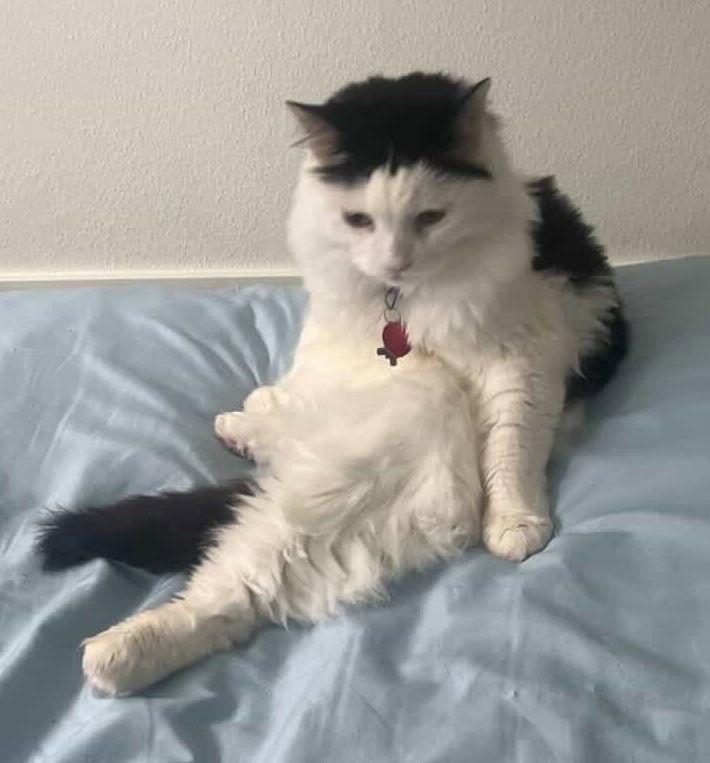Enlarge Bob, a Adoptable Domestic Long Hair in Battle Ground, WA image 2/3