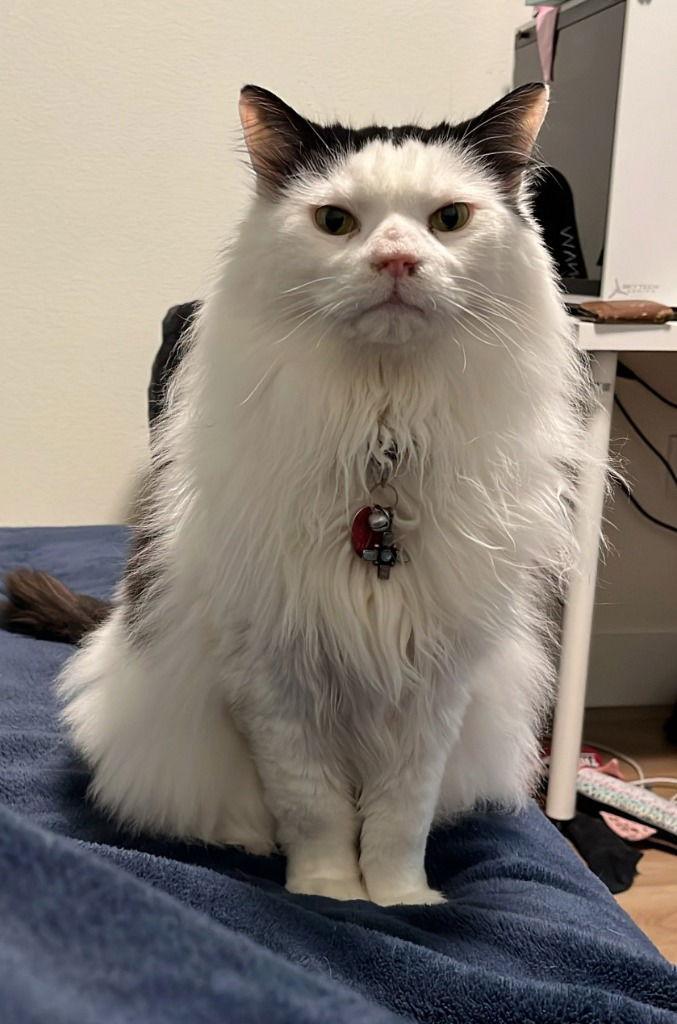 Enlarge Bob, a Adoptable Domestic Long Hair in Battle Ground, WA image 3/3