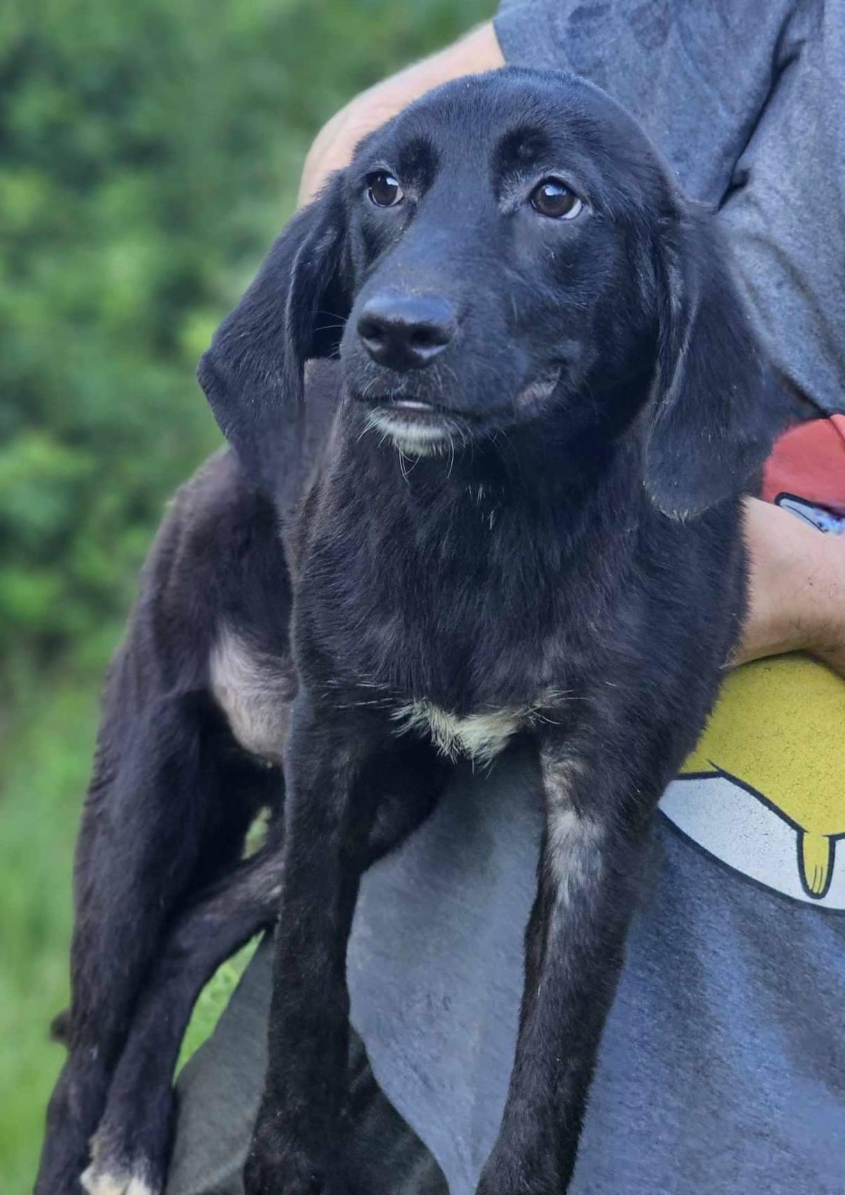 Matcha, Adoptable, Young Female Labrador Retriever.