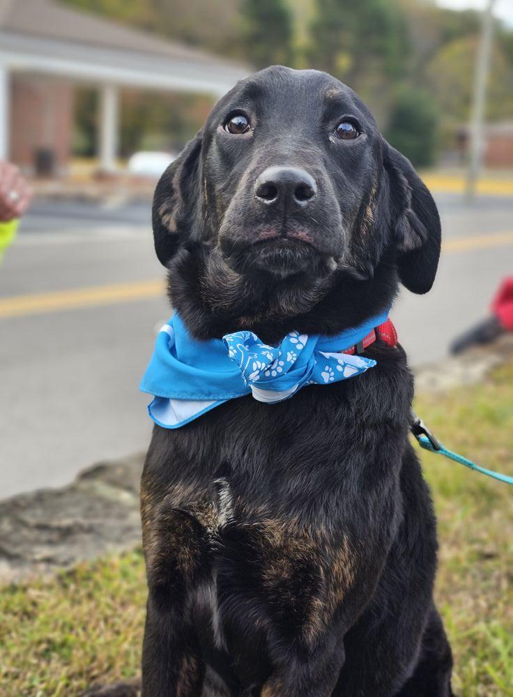 Matcha, a Adoptable Labrador Retriever in Fort Payne, AL image 3/3