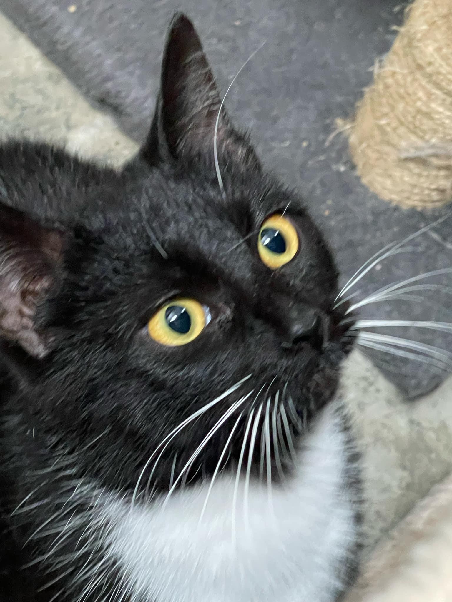 Emerald & Amber, a Adoptable Domestic Short Hair in Little River, SC image 3/5