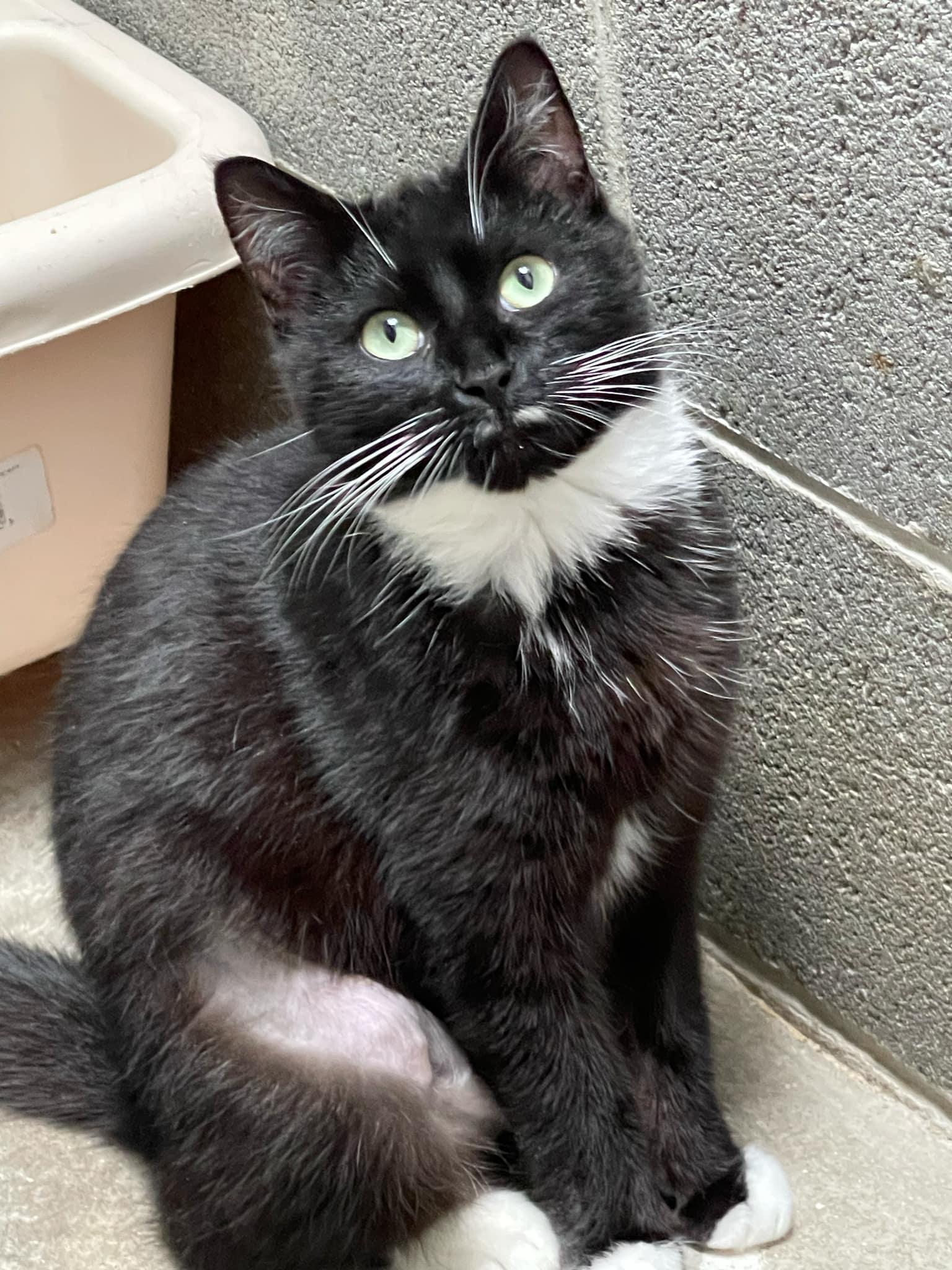 Emerald & Amber, Adoptable, Young Female Domestic Short Hair.