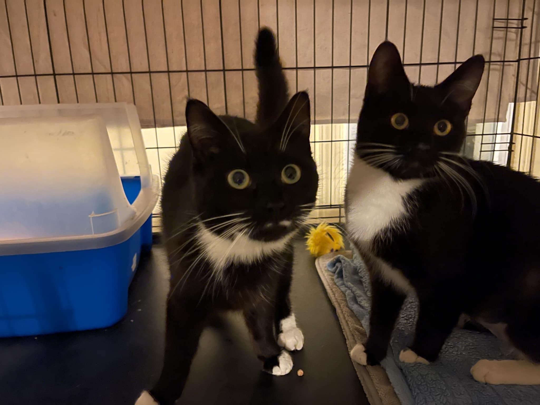 Emerald & Amber, a Adoptable Domestic Short Hair in Little River, SC image 2/5