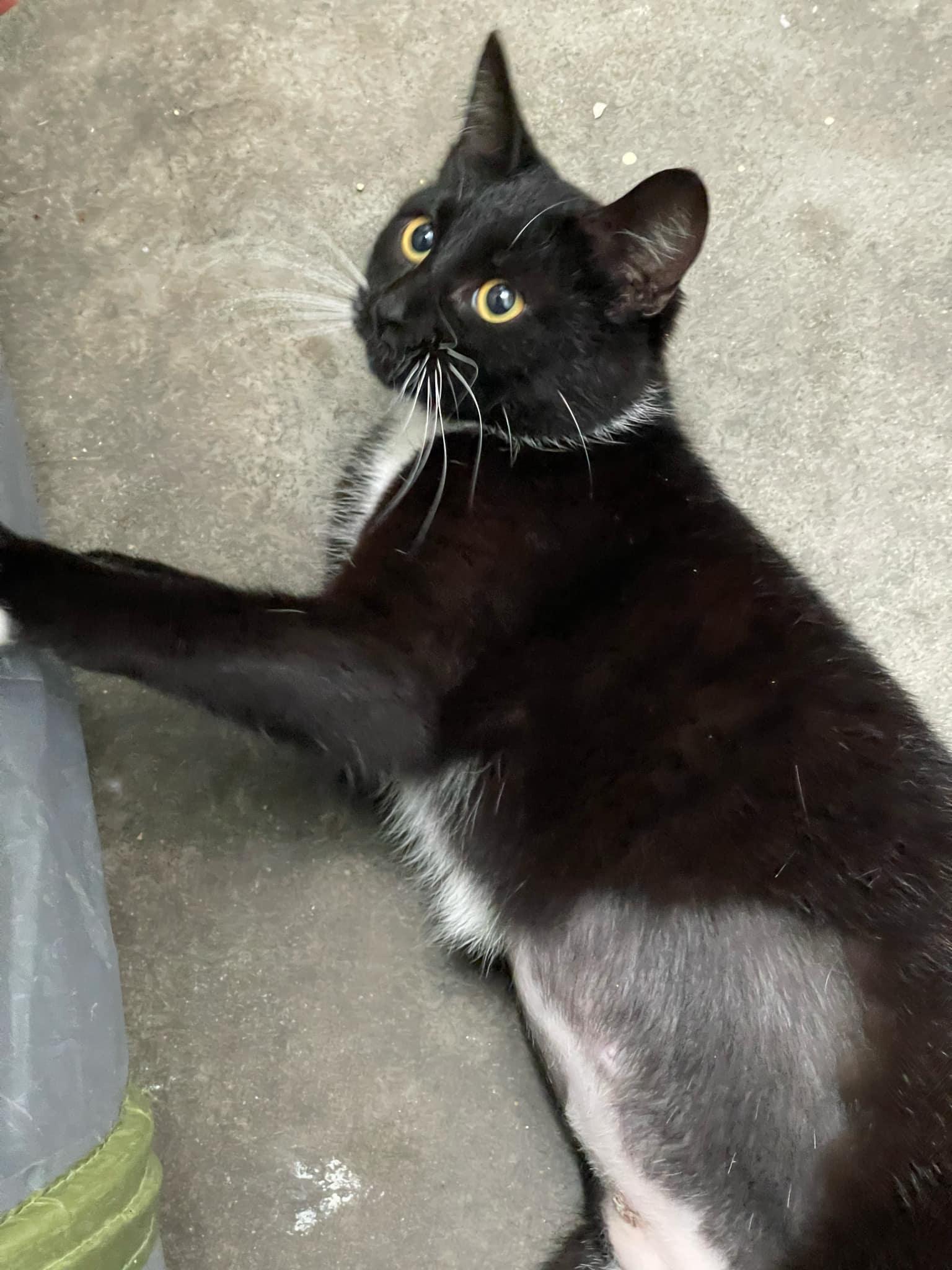 Emerald & Amber, a Adoptable Domestic Short Hair in Little River, SC image 4/5