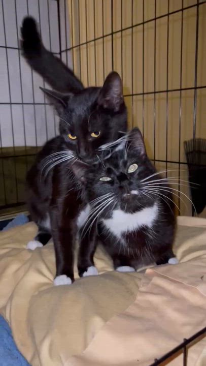 Enlarge Emerald & Amber, a Adoptable Domestic Short Hair in Little River, SC video 5/5