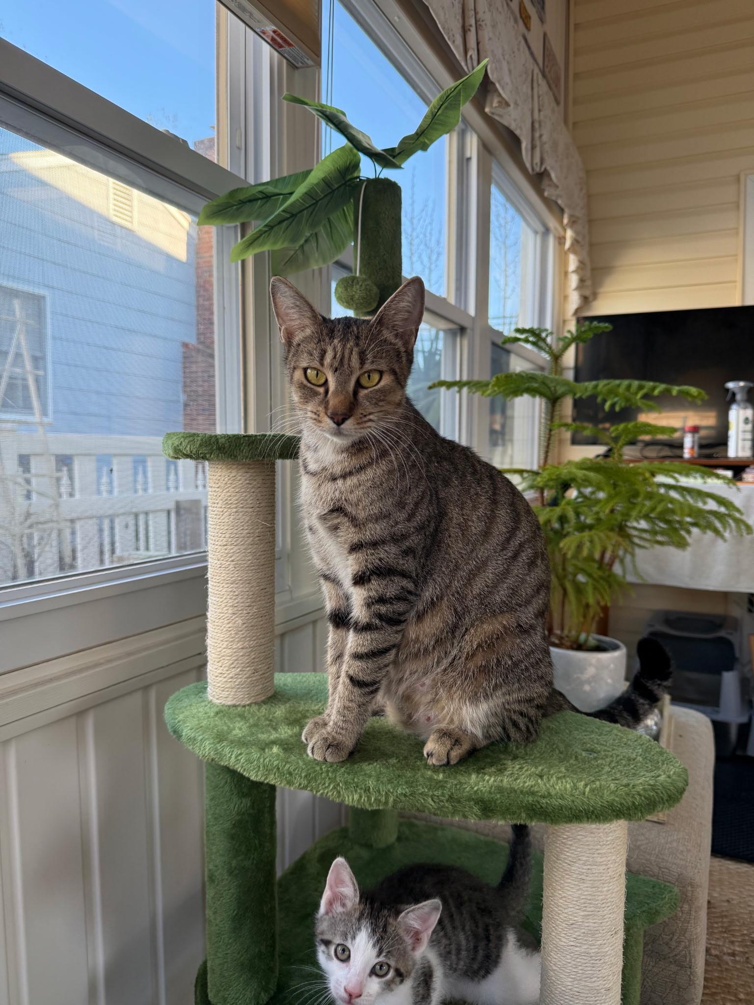 Adira, ADOPTABLE, Young Female Domestic Short Hair.