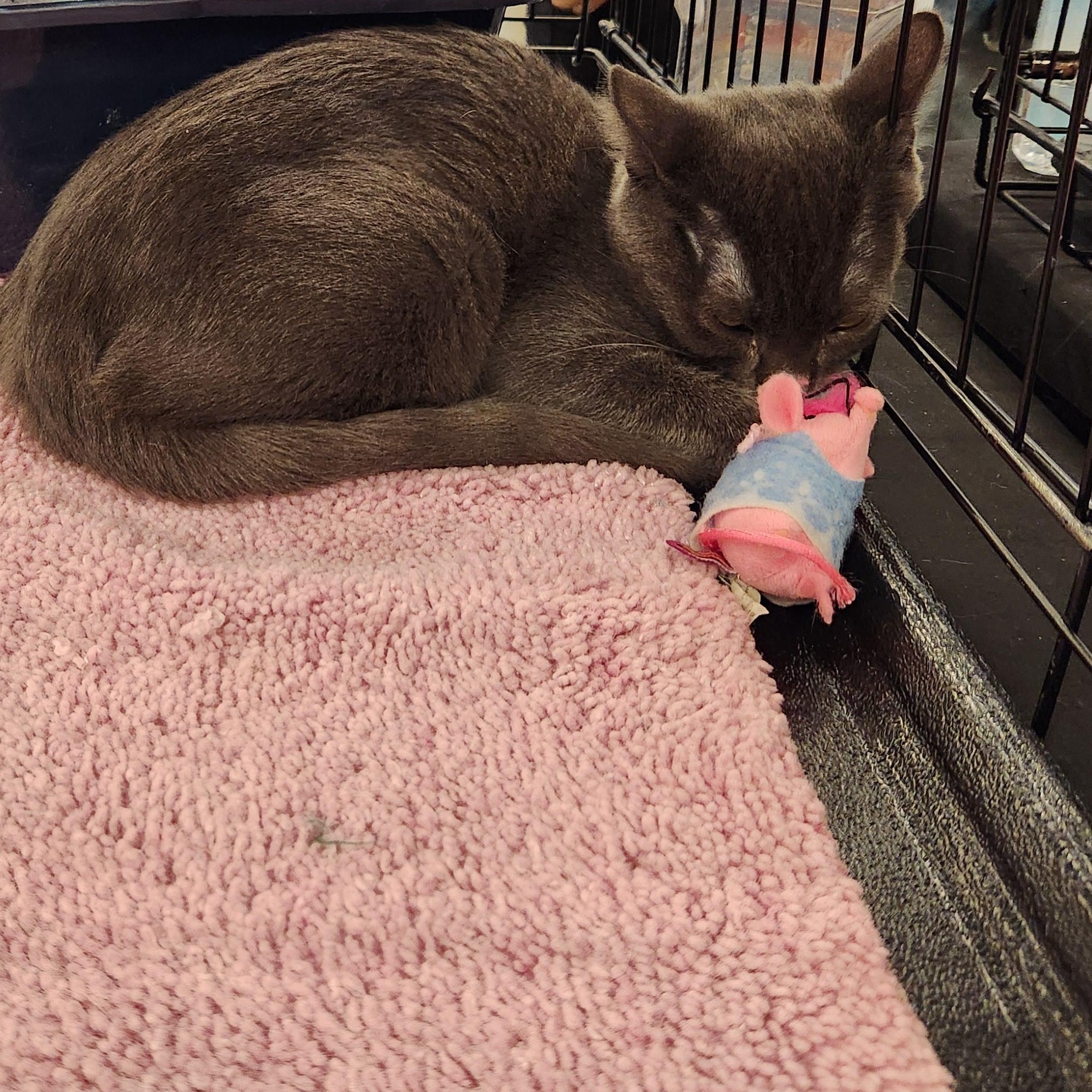 Laden, Adoptable, Kitten Female Russian Blue & Domestic Short Hair.