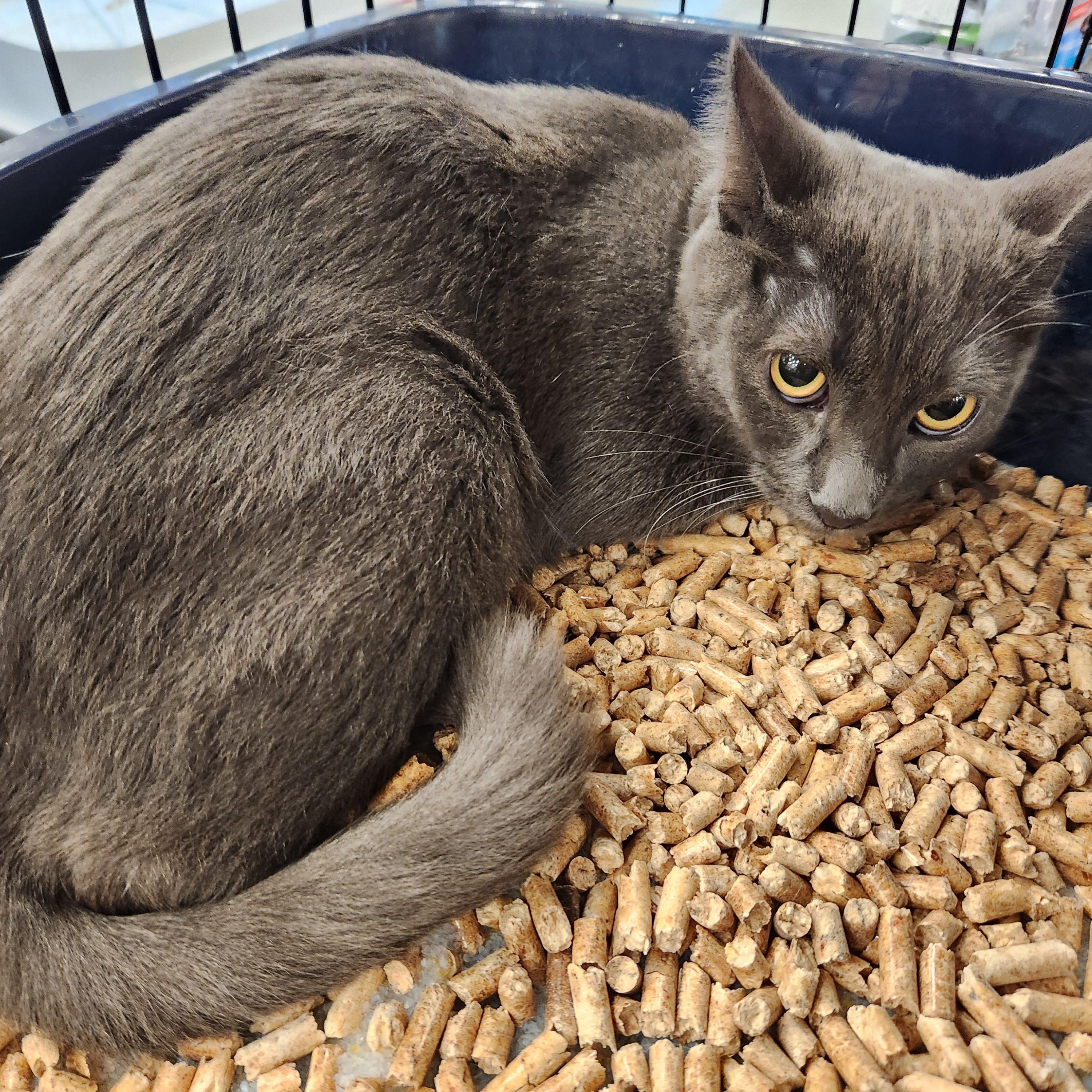 Laden, Adoptable, Kitten Female Russian Blue & Domestic Short Hair.