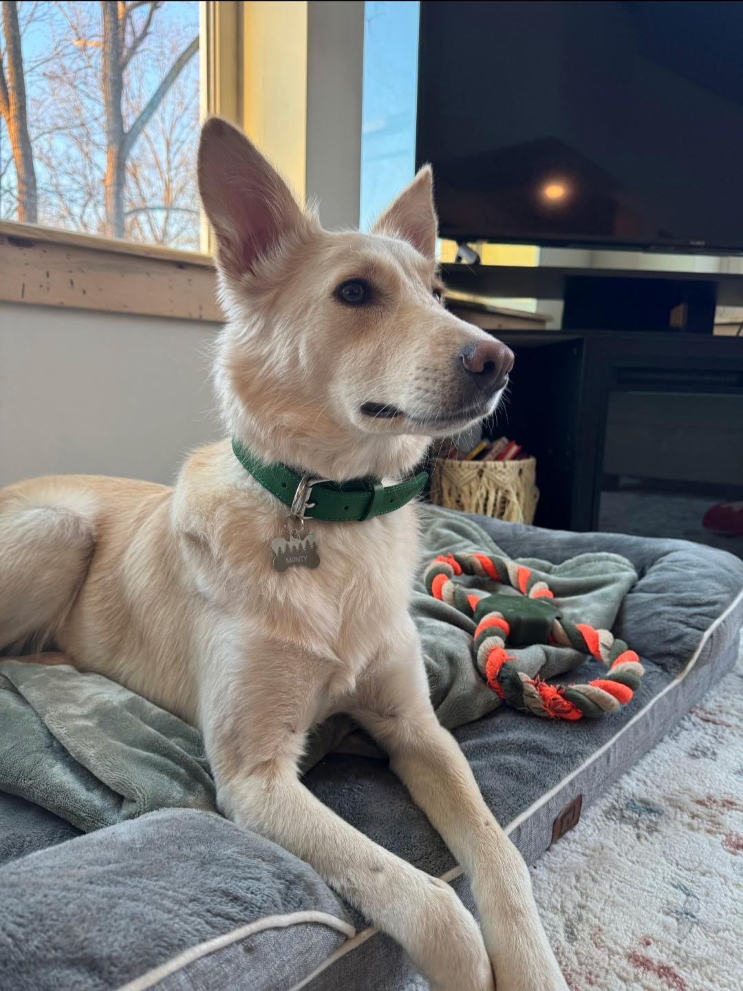 Monty, an adoptable Saluki, Golden Retriever in Binghamton, NY, 13901 | Photo Image 6