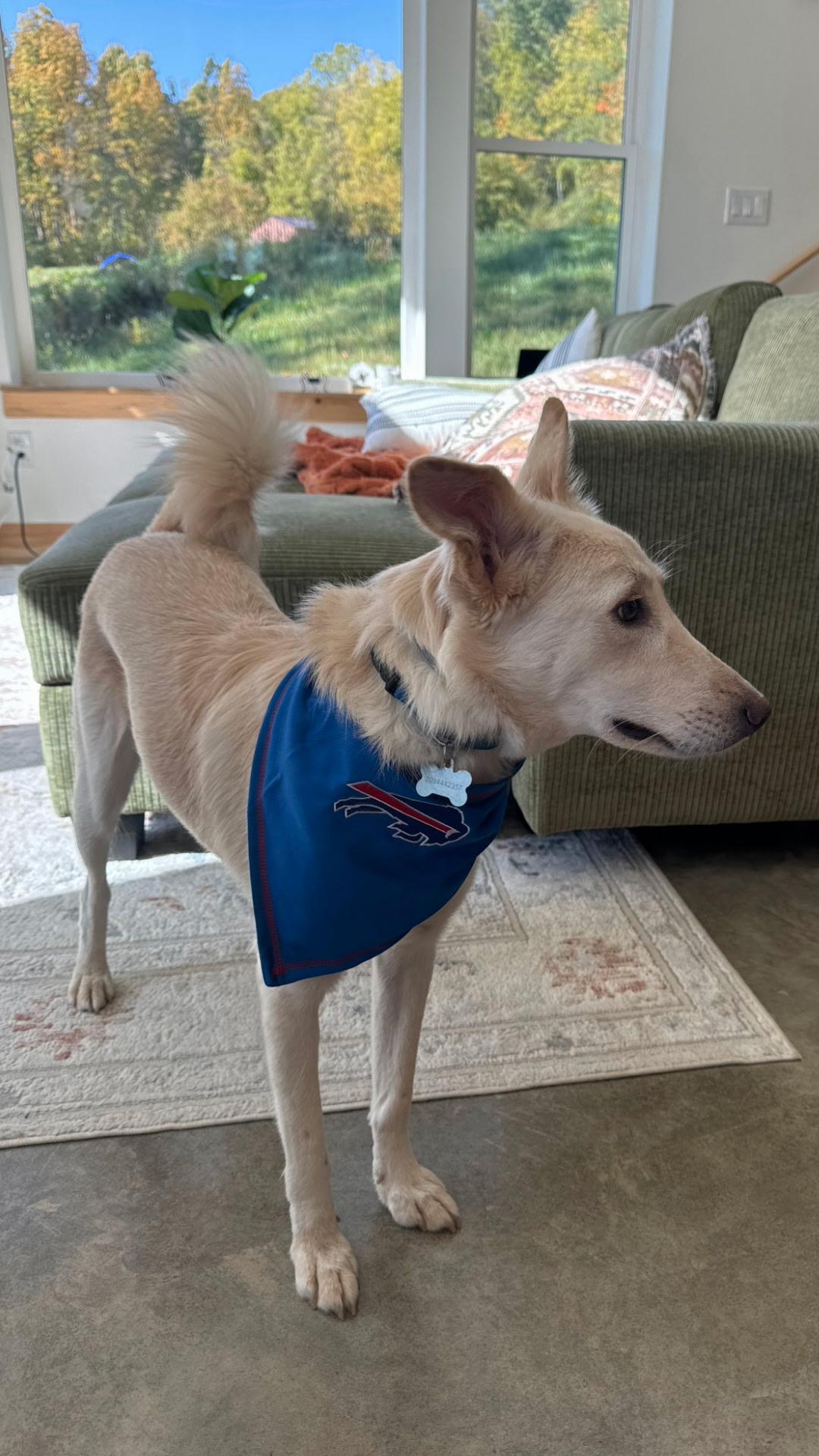 Monty, an adoptable Saluki, Golden Retriever in Binghamton, NY, 13901 | Photo Image 4