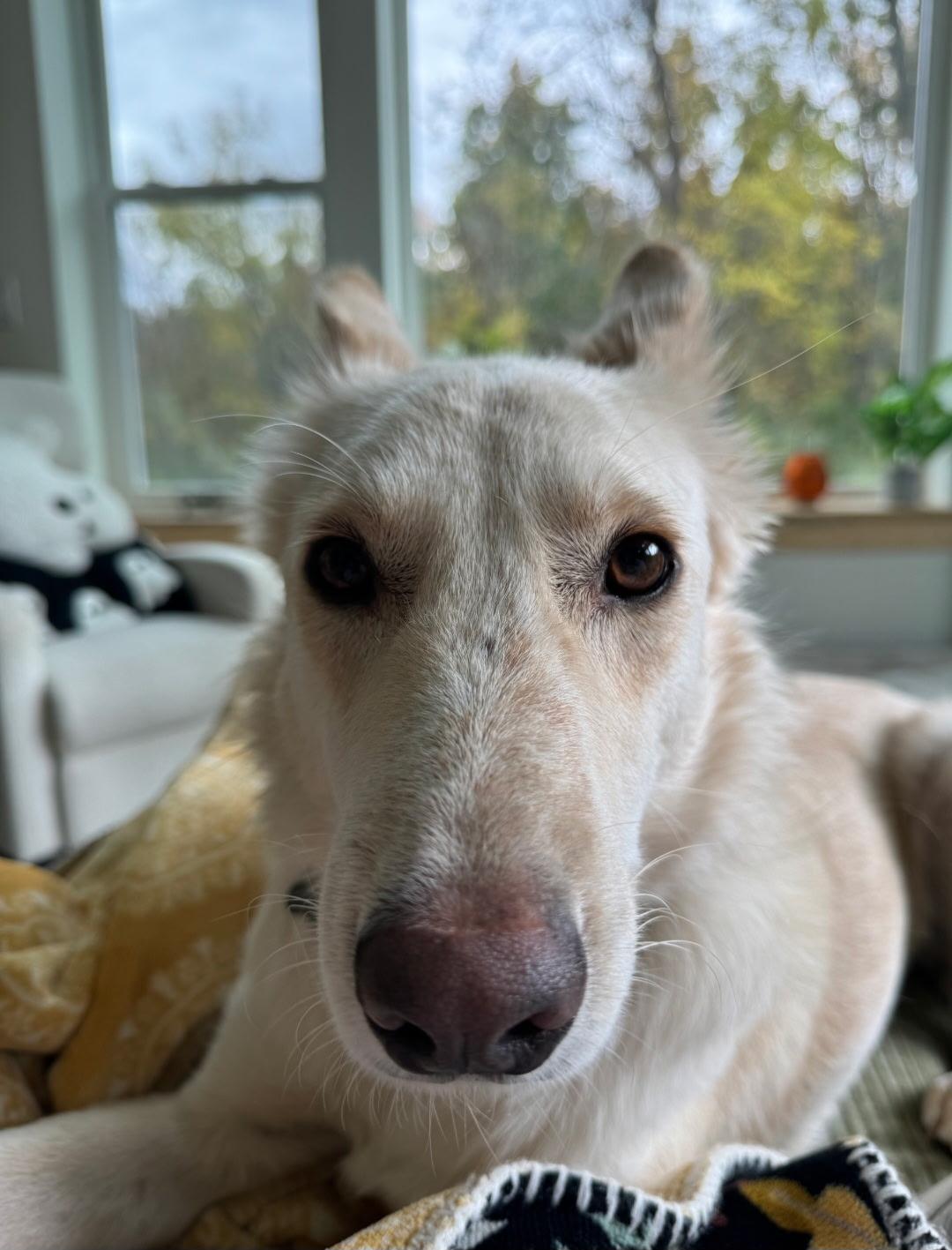 Monty, a Adoptable mixed breed in Binghamton, NY image 2/6