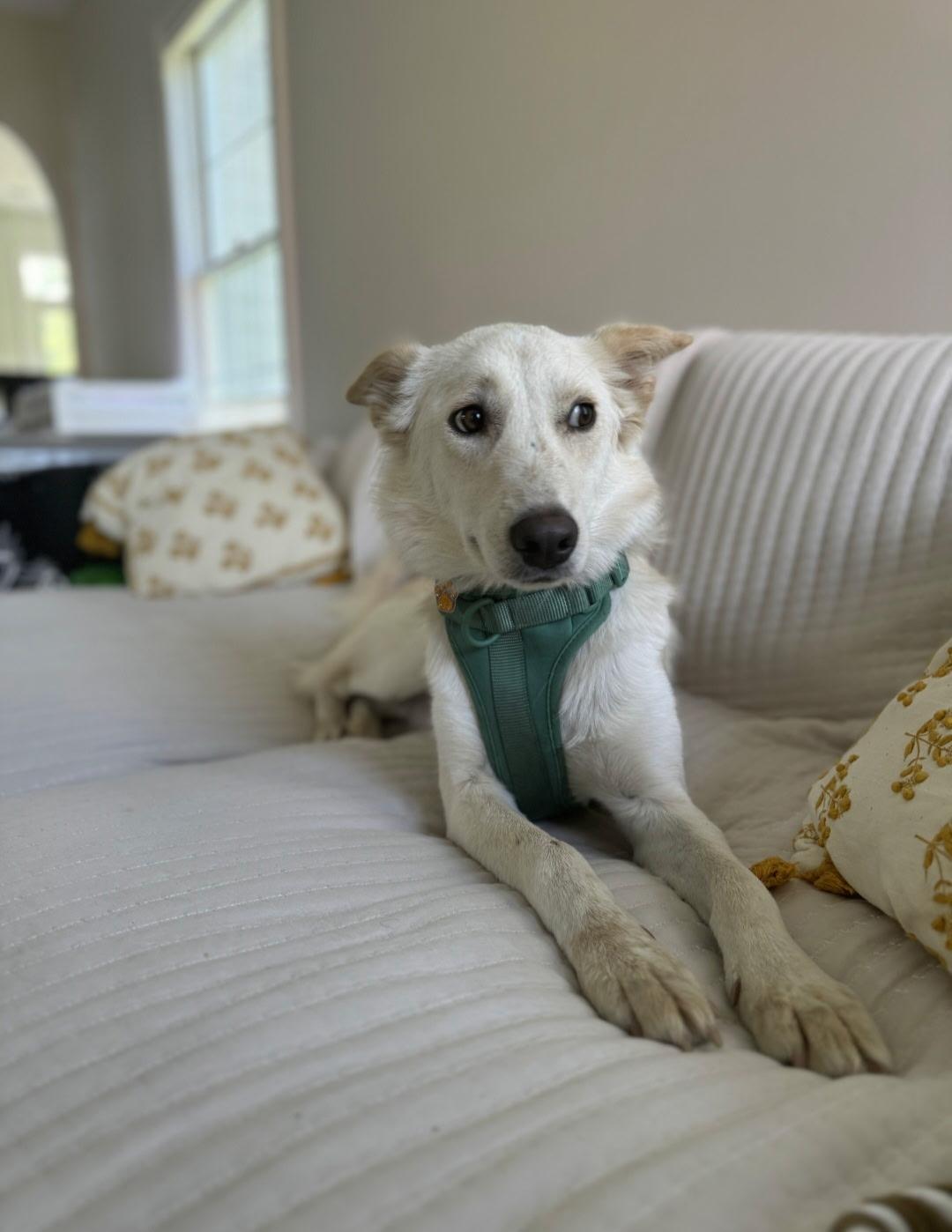 Monty, a Adoptable mixed breed in Binghamton, NY image 1/6