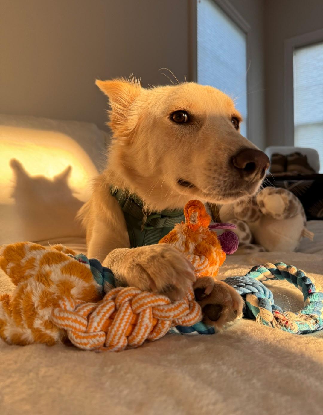 Monty, an adoptable Saluki, Golden Retriever in Binghamton, NY, 13901 | Photo Image 5