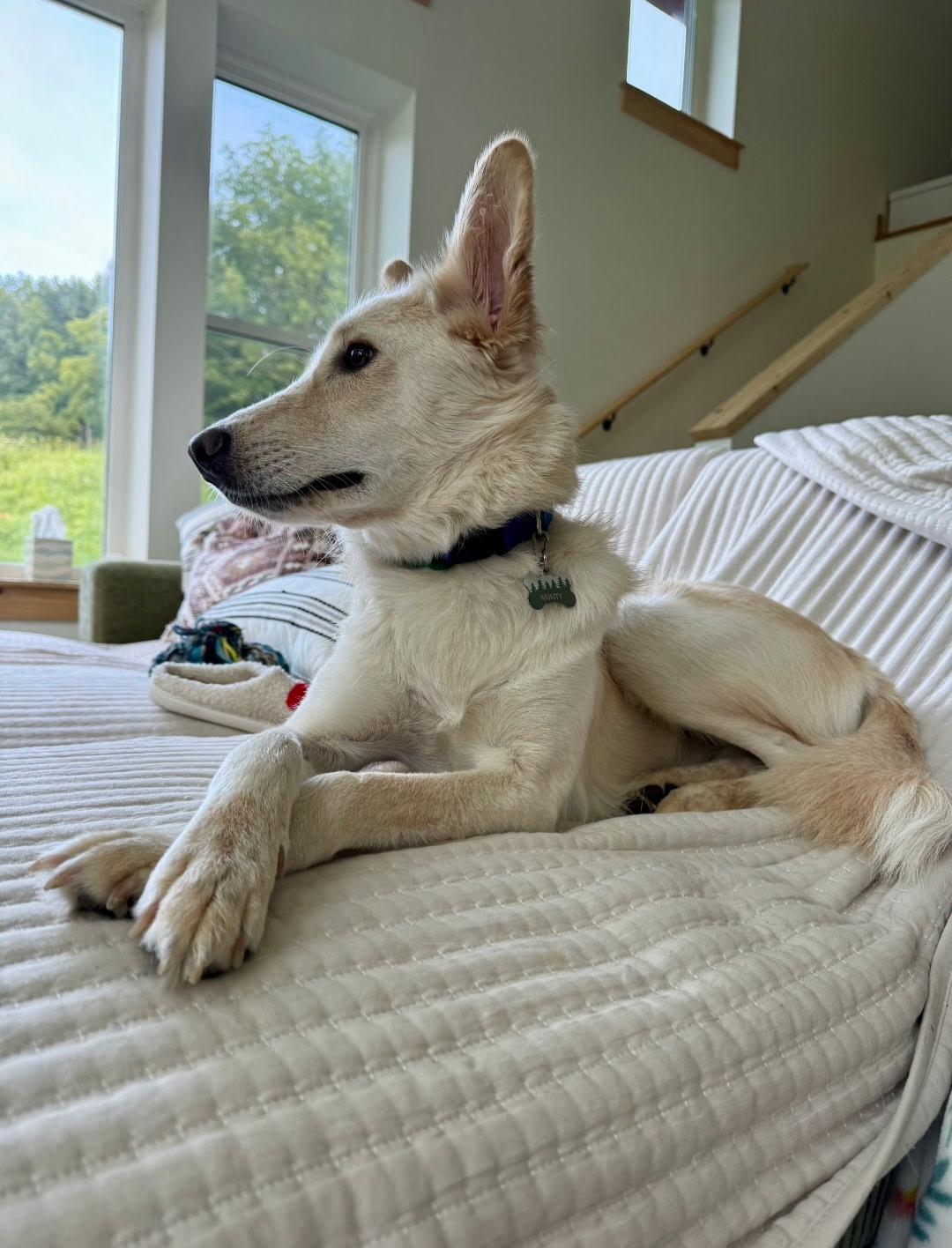 Monty, an adoptable Saluki, Golden Retriever in Binghamton, NY, 13901 | Photo Image 3