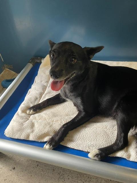 Enlarge Paisley, a Adoptable mixed breed in Sunnyvale, TX image 1/1