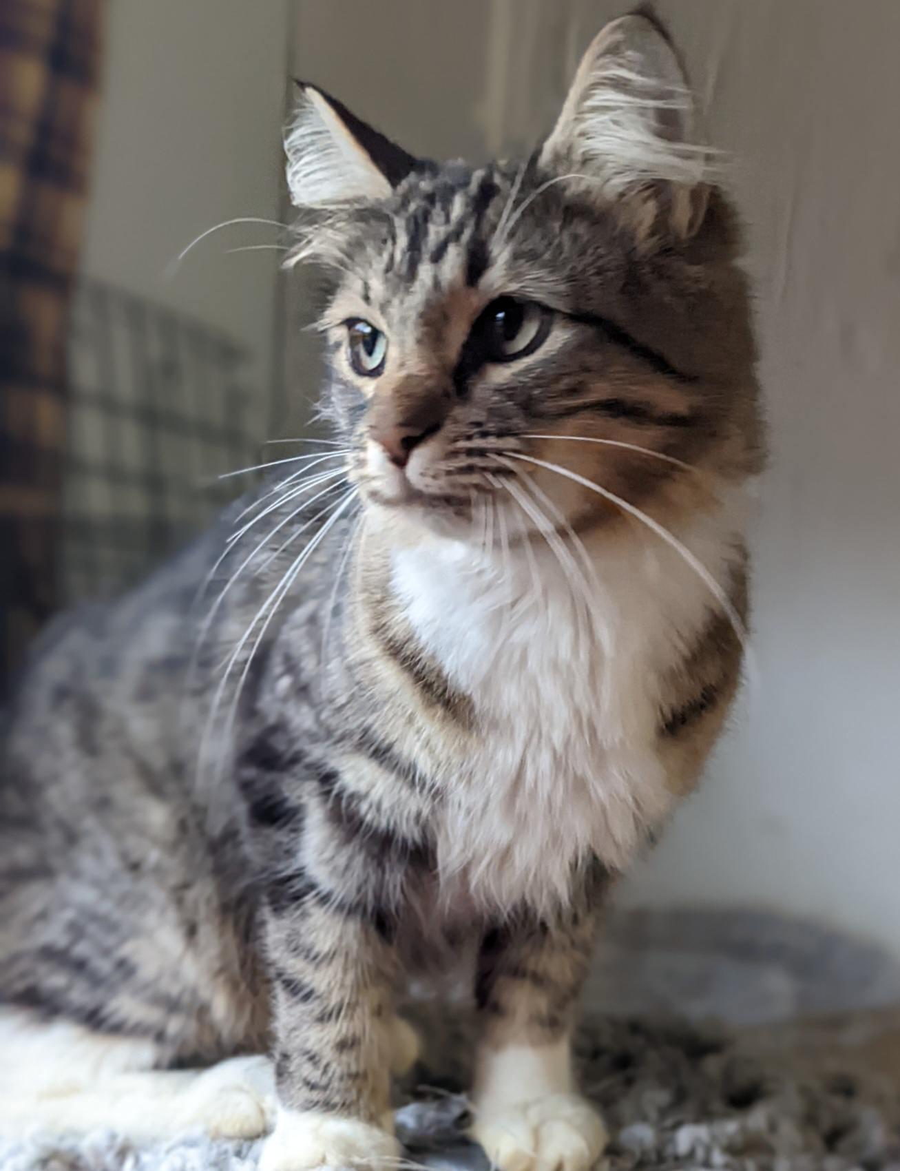 Paris - Lap Cat!, a Adoptable Domestic Long Hair in Mansfield Center, CT image 5/6