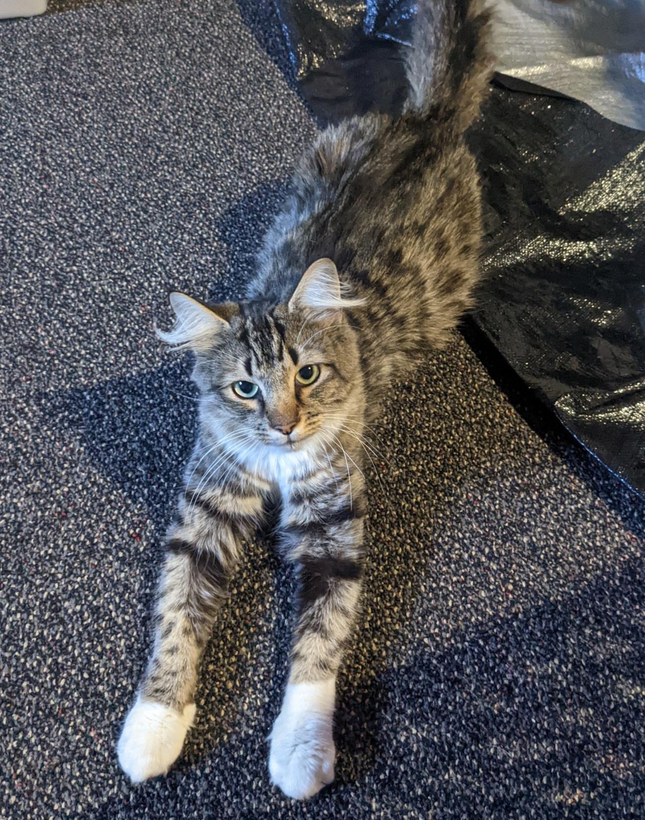 Paris - Lap Cat!, a Adoptable Domestic Long Hair in Mansfield Center, CT image 6/6