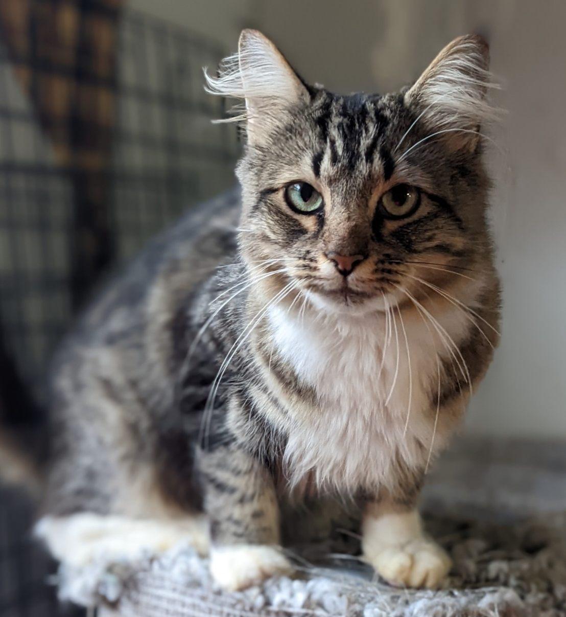 Paris - Lap Cat!, a Adoptable Domestic Long Hair in Mansfield Center, CT image 4/6