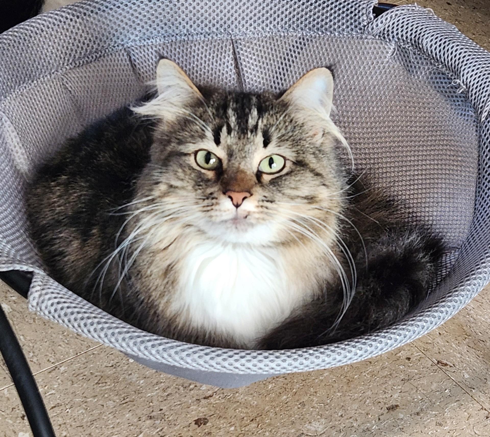 Paris - Lap Cat!, a Adoptable Domestic Long Hair in Mansfield Center, CT image 2/6