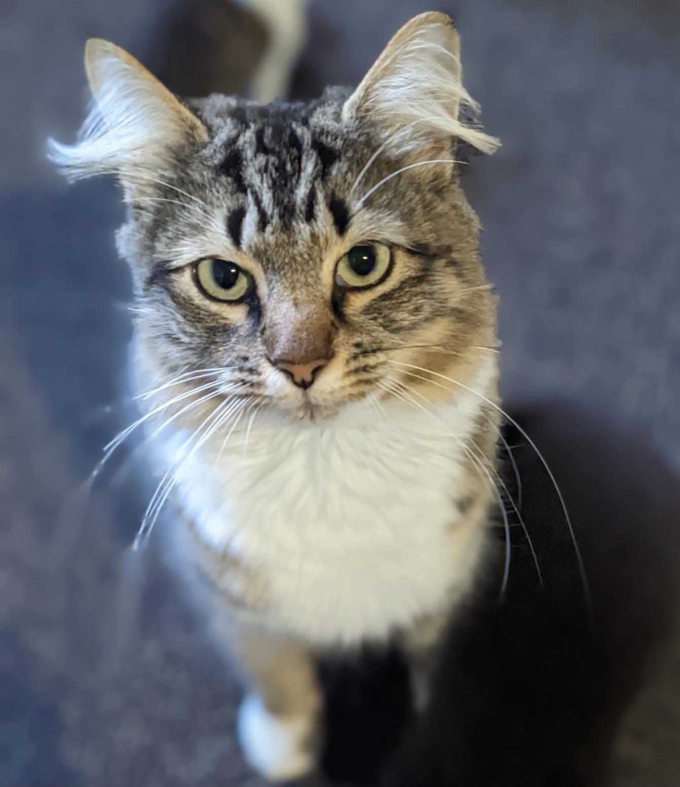 Paris - Lap Cat!, a Adoptable Domestic Long Hair in Mansfield Center, CT image 3/6